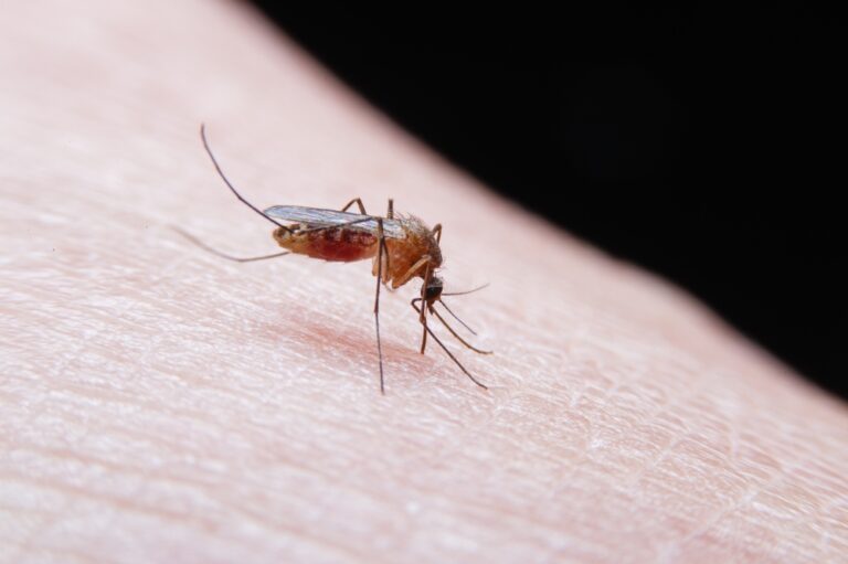 Why you should never scratch a mosquito bite, according to scientists