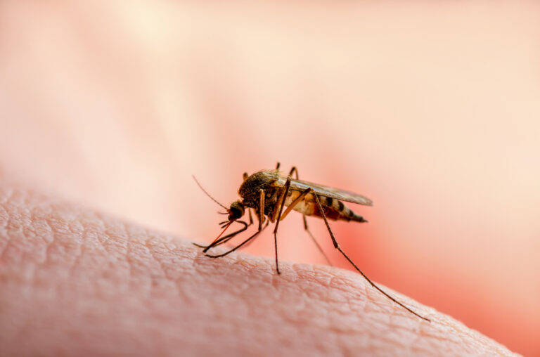 How to get fewer mosquito bites at night – without using chemicals