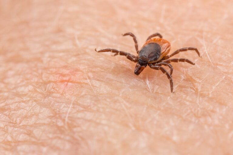 This Is Why You Should Never Crush a Tick – It Can Cost You Dearly!