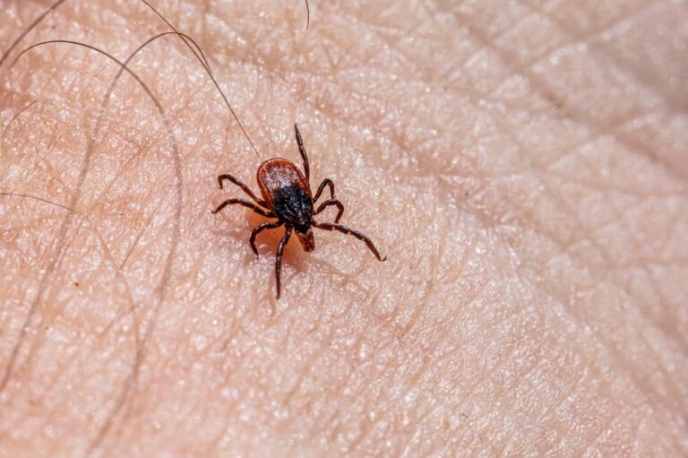 New study suggests ticks favor certain individuals
