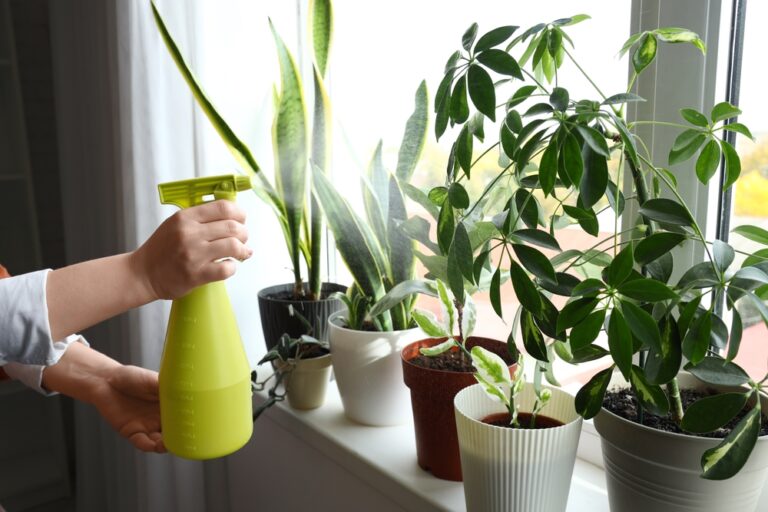 Do You Have These Plants at Home? Throw Them Out Now!