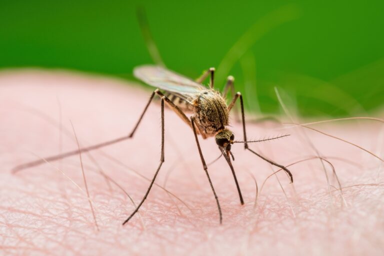 This Is Why Mosquitoes Always Bite You, According to Experts