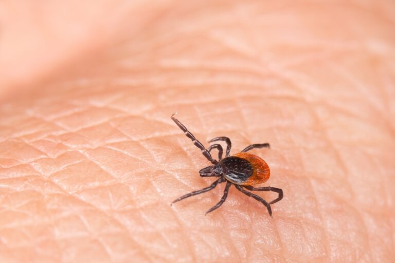 This Low-Cost and Natural Remedy Keeps Ticks Far Away