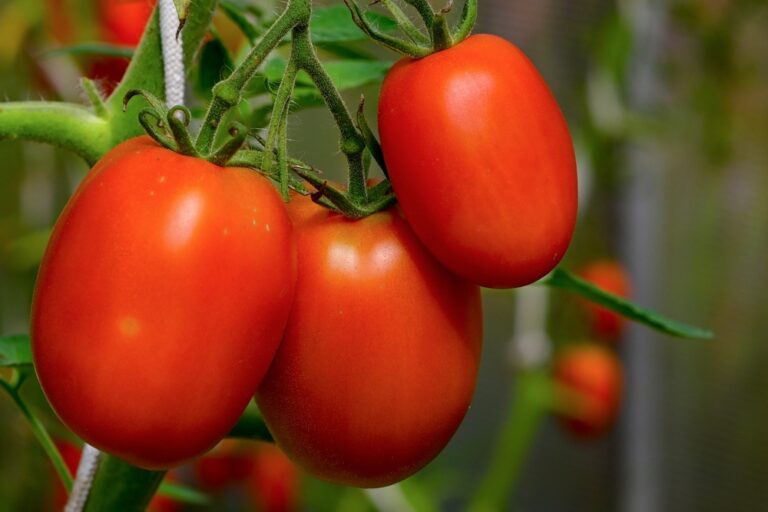 Daily tomato-soy juice linked to lower inflammation in new study
