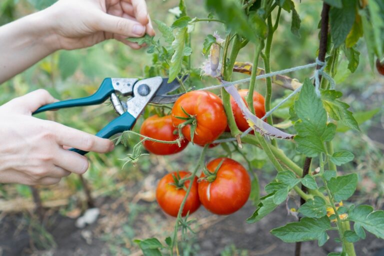 Yeast may be the key to bigger and better tomatoes