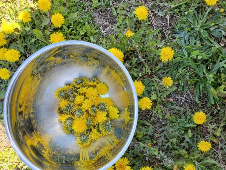 Why you should pick and eat dandelions in spring