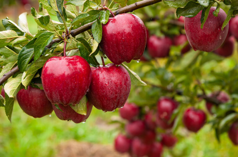 Not all apples are the same: These varieties contain the most health benefits