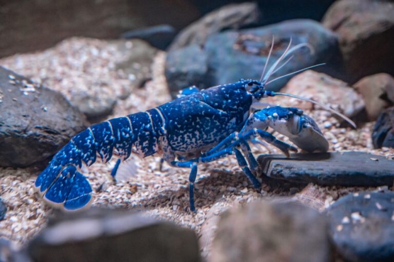 Scientists intrigued by lobsters’ unusual aging process