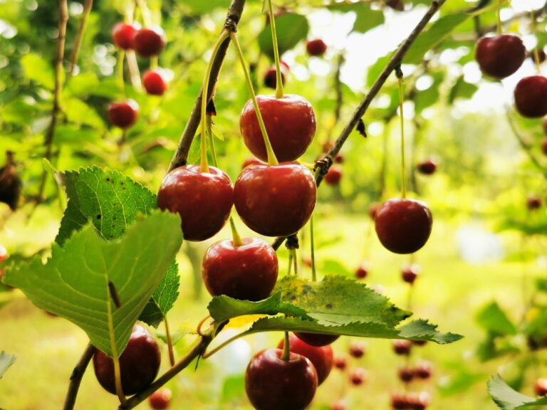 New study: Natural compounds from cherries may slow tumor growth