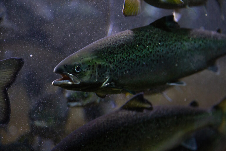 Cocaine residues in water cause salmon to change behavior, new study shows