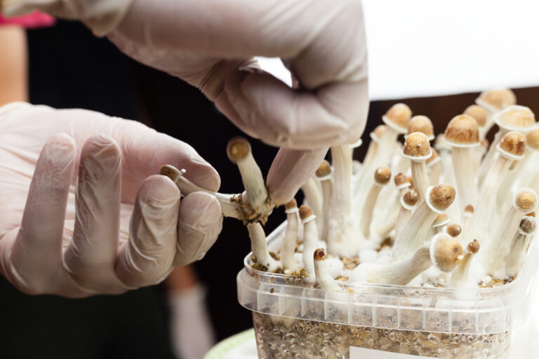 New study: Psychedelic mushrooms show promising effect against cocaine addiction