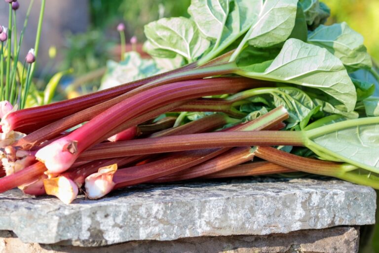 Not just a tasty treat: Three fun, healthy facts about rhubarb