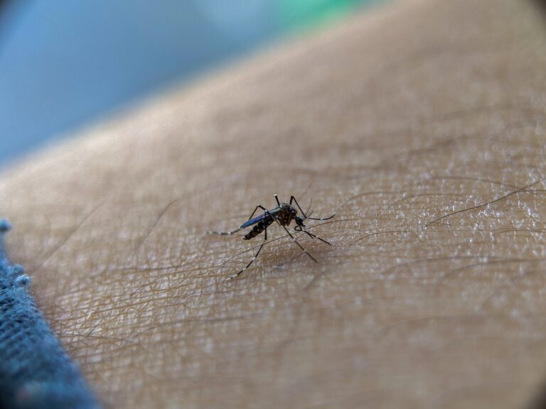 Why mosquitoes keep choosing you – scientists may have found the answer