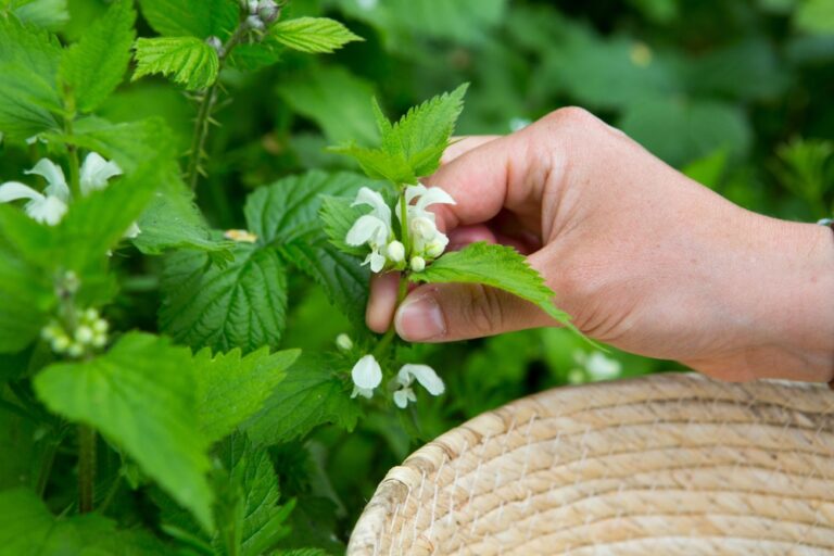 Most people remove it as a weed – but dead nettle is both edible and a medicinal herb