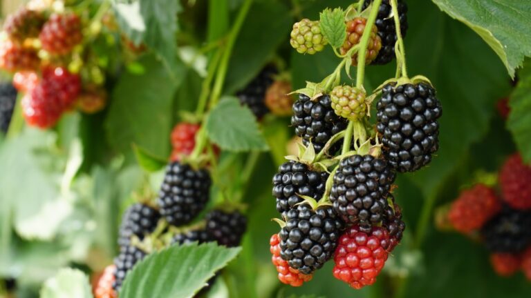 This happens to your body if you eat blackberries every day