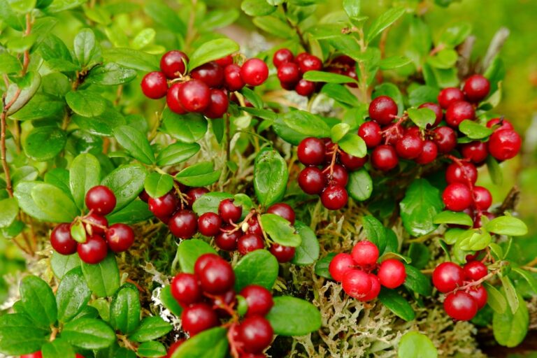 How cranberries can affect your body if you eat them regularly