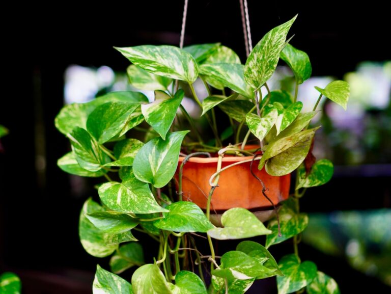 New plant claimed to purify air like an air filter
