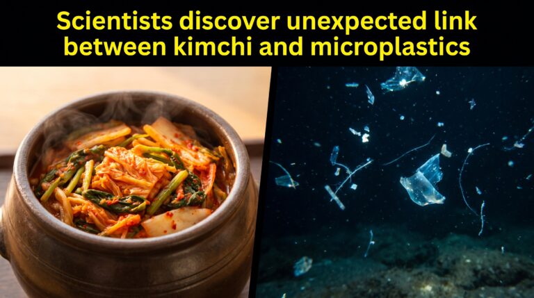 Thumbnail Scientists discover unexpected link between kimchi and microplastics