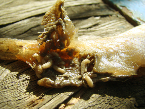 First case of flesh-eating parasite confirmed