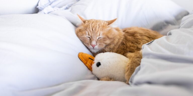 Should you sleep with your pet? Experts explain the risks