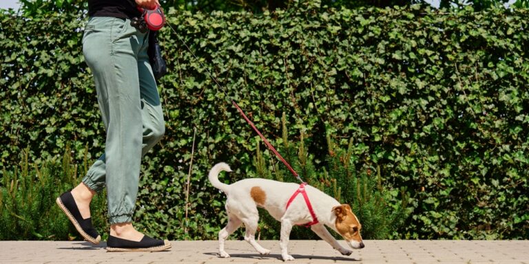 Changes in your dog’s gait may reveal early dementia