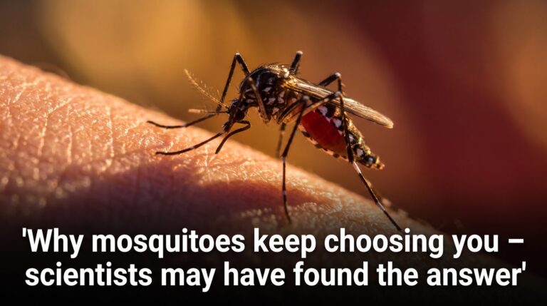 Why mosquitoes keep choosing you – scientists may have found the answer