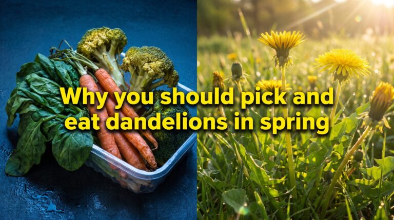 Why you should pick and eat dandelions in spring