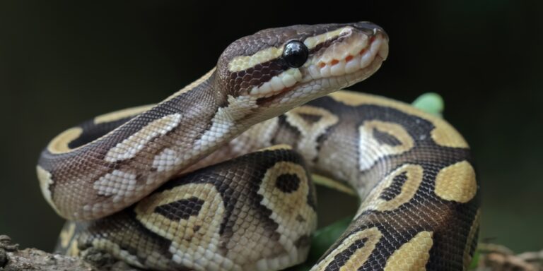 Pythons could help shape the next generation of medicines